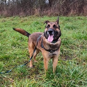 Joce Malinois Mix Rüde sucht dringend ein Zuhause, Malinois - Rüde