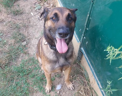 Joce Malinois Mix Rüde sucht dringend ein Zuhause, Malinois - Rüde