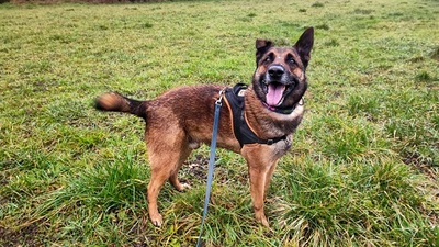 Joce Malinois Mix Rüde sucht dringend ein Zuhause, Malinois - Rüde