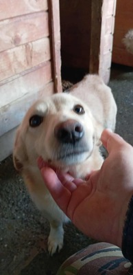 Joda – ein kleiner Sonnenschein auf vier Pfoten, Mischling - Rüde