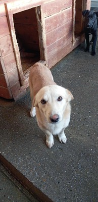 Joda – ein kleiner Sonnenschein auf vier Pfoten, Mischling - Rüde