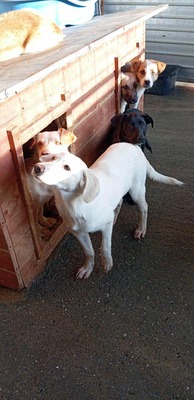 Joda – ein kleiner Sonnenschein auf vier Pfoten, Mischling - Rüde