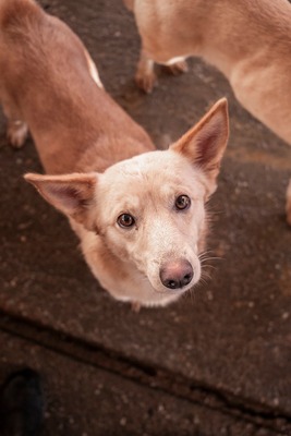 Joda – ein kleiner Sonnenschein auf vier Pfoten, Mischling - Rüde