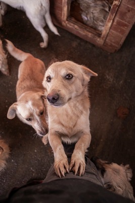 Joda – ein kleiner Sonnenschein auf vier Pfoten, Mischling - Rüde