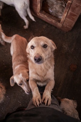 Joda – ein kleiner Sonnenschein auf vier Pfoten, Mischling - Rüde