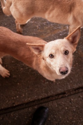 Joda – ein kleiner Sonnenschein auf vier Pfoten, Mischling - Rüde