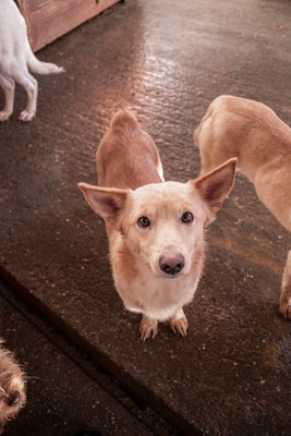 Joda – ein kleiner Sonnenschein auf vier Pfoten, Mischling - Rüde