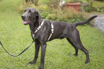 Joe Fritz - Prachtkerl Weimaraner, Weimaraner - Rüde