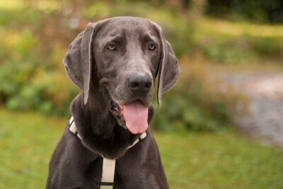 Joe Fritz - Prachtkerl Weimaraner, Weimaraner - Rüde