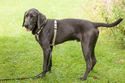 Joe Fritz - Prachtkerl Weimaraner, Weimaraner - Rüde