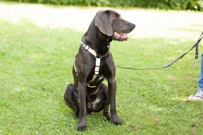 Joe Fritz - Prachtkerl Weimaraner, Weimaraner - Rüde