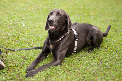 Joe Fritz - Prachtkerl Weimaraner, Weimaraner - Rüde