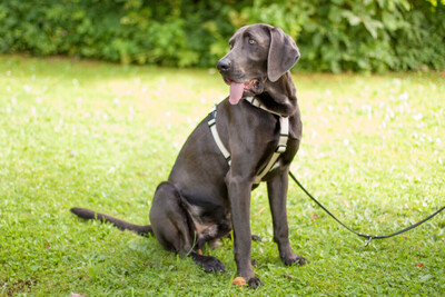 Joe Fritz - Prachtkerl Weimaraner, Weimaraner - Rüde