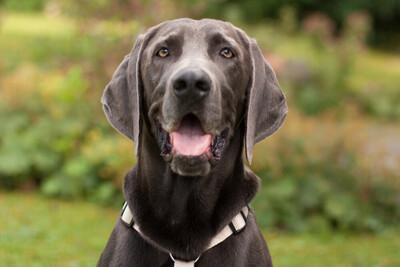 Joe Fritz - Prachtkerl Weimaraner, Weimaraner - Rüde