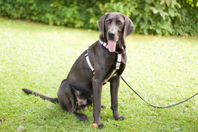 Joe Fritz - Prachtkerl Weimaraner, Weimaraner - Rüde