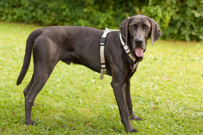 Joe Fritz - Prachtkerl Weimaraner, Weimaraner - Rüde