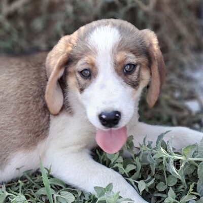 Joe - sanfter Blick, liebevolle Ausstrahlung / Reserviert, gr. Schäferhund/Jagdhund-Mischling Welpen - Rüde