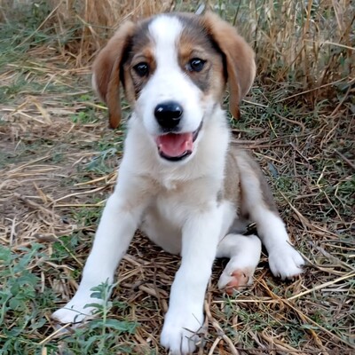 Joe - sanfter Blick, liebevolle Ausstrahlung / Reserviert, gr. Schäferhund/Jagdhund-Mischling Welpen - Rüde