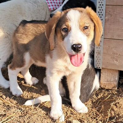Joe - sanfter Blick, liebevolle Ausstrahlung / Reserviert, gr. Schäferhund/Jagdhund-Mischling Welpen - Rüde