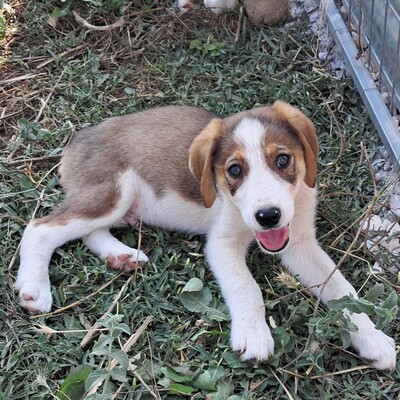 Joe - sanfter Blick, liebevolle Ausstrahlung / Reserviert, gr. Schäferhund/Jagdhund-Mischling Welpen - Rüde