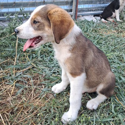 Joe - sanfter Blick, liebevolle Ausstrahlung / Reserviert, gr. Schäferhund/Jagdhund-Mischling Welpen - Rüde