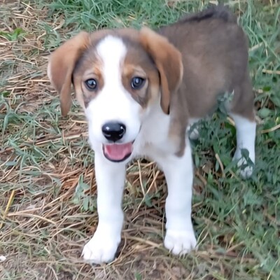 Joe - sanfter Blick, liebevolle Ausstrahlung, gr. Schäferhund/Jagdhund-Mischling Welpen - Rüde