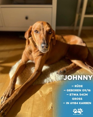 Johnny (61184 Karben), Mischling - Rüde