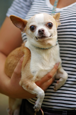 Johnny, chichuachua - Rüde