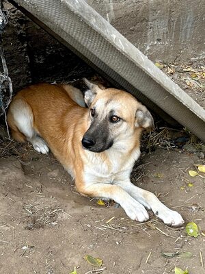 🐾 Johnny – ein sanfter, sensibler Schatz sucht sein Für-immer-Zuhause 🐾, Mischling - Rüde