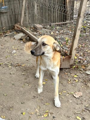 🐾 Johnny – ein sanfter, sensibler Schatz sucht sein Für-immer-Zuhause 🐾, Mischling - Rüde