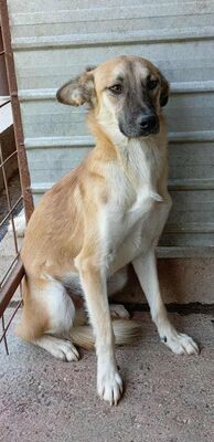 🐾 Johnny – ein sanfter, sensibler Schatz sucht sein Für-immer-Zuhause 🐾, Mischling - Rüde