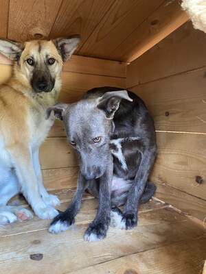 🐾 Johnny – ein sanfter, sensibler Schatz sucht sein Für-immer-Zuhause 🐾, Mischling - Rüde