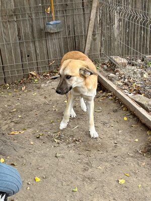 🐾 Johnny – ein sanfter, sensibler Schatz sucht sein Für-immer-Zuhause 🐾, Mischling - Rüde