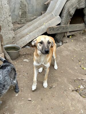 🐾 Johnny – ein sanfter, sensibler Schatz sucht sein Für-immer-Zuhause 🐾, Mischling - Rüde