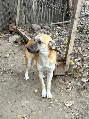 🐾 Johnny – ein sanfter, sensibler Schatz sucht sein Für-immer-Zuhause 🐾, Mischling - Rüde