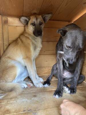 🐾 Johnny – ein sanfter, sensibler Schatz sucht sein Für-immer-Zuhause 🐾, Mischling - Rüde