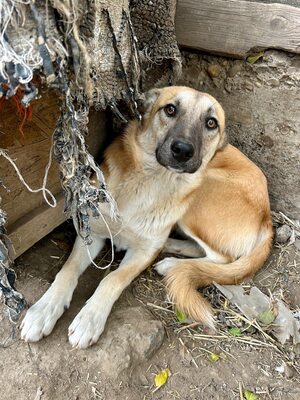 🐾 Johnny – ein sanfter, sensibler Schatz sucht sein Für-immer-Zuhause 🐾, Mischling - Rüde