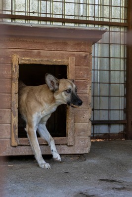 🐾 Johnny – ein sanfter, sensibler Schatz sucht sein Für-immer-Zuhause 🐾, Mischling - Rüde