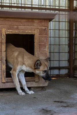 🐾 Johnny – ein sanfter, sensibler Schatz sucht sein Für-immer-Zuhause 🐾, Mischling - Rüde