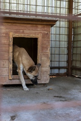 🐾 Johnny – ein sanfter, sensibler Schatz sucht sein Für-immer-Zuhause 🐾, Mischling - Rüde