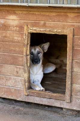 🐾 Johnny – ein sanfter, sensibler Schatz sucht sein Für-immer-Zuhause 🐾, Mischling - Rüde