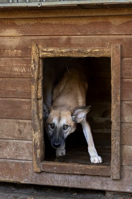 🐾 Johnny – ein sanfter, sensibler Schatz sucht sein Für-immer-Zuhause 🐾, Mischling - Rüde
