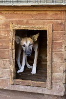🐾 Johnny – ein sanfter, sensibler Schatz sucht sein Für-immer-Zuhause 🐾, Mischling - Rüde