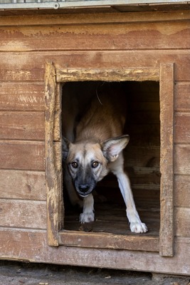 🐾 Johnny – ein sanfter, sensibler Schatz sucht sein Für-immer-Zuhause 🐾, Mischling - Rüde