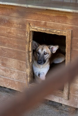 🐾 Johnny – ein sanfter, sensibler Schatz sucht sein Für-immer-Zuhause 🐾, Mischling - Rüde
