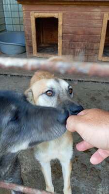 🐾 Johnny – ein sanfter, sensibler Schatz sucht sein Für-immer-Zuhause 🐾, Mischling - Rüde