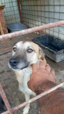 🐾 Johnny – ein sanfter, sensibler Schatz sucht sein Für-immer-Zuhause 🐾, Mischling - Rüde