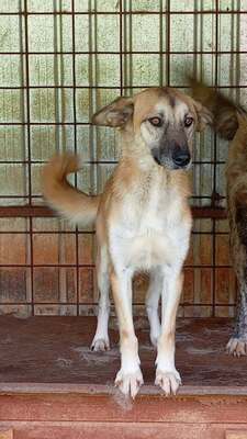 🐾 Johnny – ein sanfter, sensibler Schatz sucht sein Für-immer-Zuhause 🐾, Mischling - Rüde