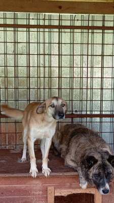 🐾 Johnny – ein sanfter, sensibler Schatz sucht sein Für-immer-Zuhause 🐾, Mischling - Rüde