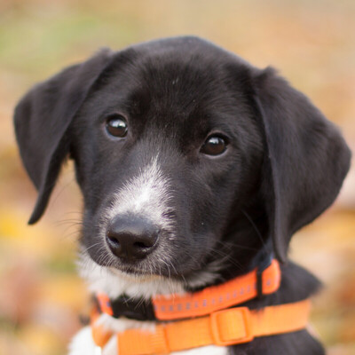 Joice, Mischling Welpen - Hündin